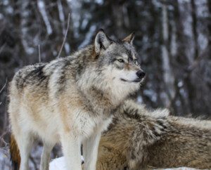 Wolf Center and Bear Center
